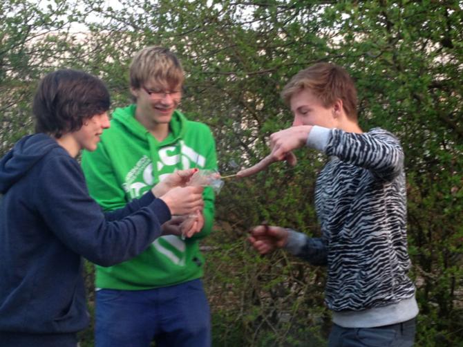 grillen_3.jpg